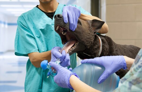 simulador k9 tactical medical