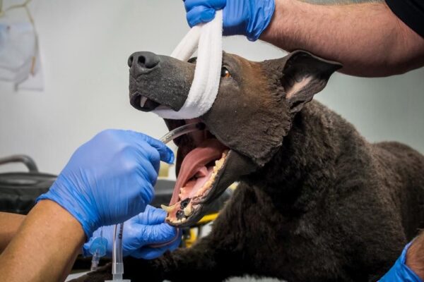 simulador k9 tactical medical