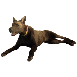 simulador k9 tactical medical