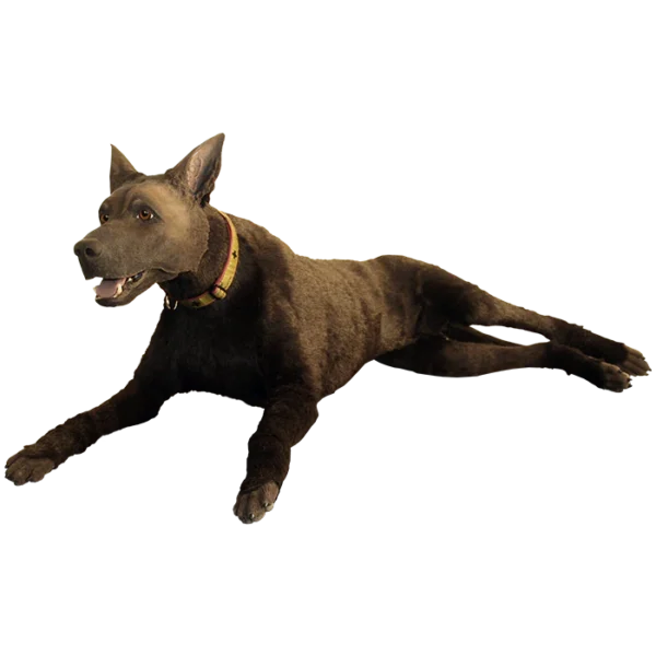 simulador k9 tactical medical